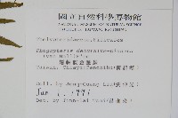 翅軸假金星蕨、短柄卵果蕨藏品圖，第2張