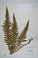 翅軸假金星蕨、短柄卵果蕨藏品圖，第1張