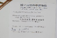 翅軸假金星蕨、短柄卵果蕨藏品圖，第2張