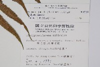 大葉毛蕨藏品圖，第2張