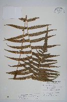 大葉毛蕨藏品圖，第1張