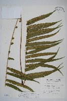 大葉毛蕨藏品圖，第1張