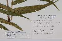 大葉毛蕨藏品圖，第2張