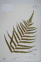 大葉毛蕨藏品圖，第1張