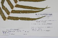 大葉毛蕨藏品圖，第2張