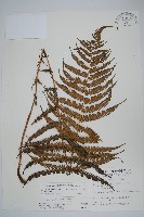 斜葉金星蕨藏品圖，第1張