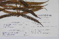 斜葉金星蕨藏品圖，第2張