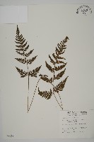 愛德氏肋毛蕨藏品圖，第1張