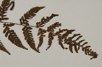 愛德氏肋毛蕨藏品圖，第3張