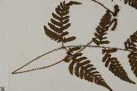 愛德氏肋毛蕨藏品圖，第4張