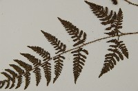 愛德氏肋毛蕨藏品圖，第5張