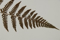 愛德氏肋毛蕨藏品圖，第2張