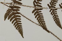 愛德氏肋毛蕨藏品圖，第3張