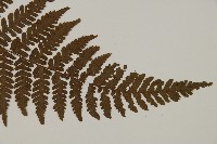 愛德氏肋毛蕨藏品圖，第3張