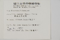 愛德氏肋毛蕨藏品圖，第2張