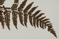 愛德氏肋毛蕨藏品圖，第3張