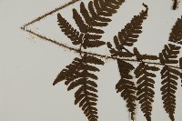愛德氏肋毛蕨藏品圖，第4張