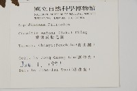 愛德氏肋毛蕨藏品圖，第2張