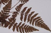 愛德氏肋毛蕨藏品圖，第3張