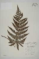 薄葉擬肋毛蕨藏品圖，第1張