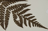 薄葉擬肋毛蕨藏品圖，第3張