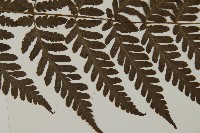 薄葉擬肋毛蕨藏品圖，第4張