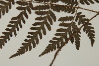薄葉擬肋毛蕨藏品圖，第5張