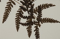 薄葉擬肋毛蕨藏品圖，第3張