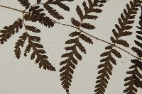 薄葉擬肋毛蕨藏品圖，第4張