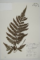 薄葉擬肋毛蕨藏品圖，第1張