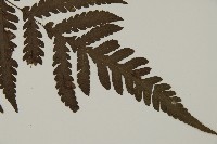 薄葉擬肋毛蕨藏品圖，第3張