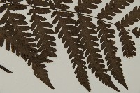 薄葉擬肋毛蕨藏品圖，第4張