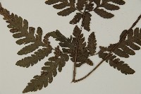 薄葉擬肋毛蕨藏品圖，第5張