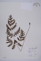 薄葉三叉蕨藏品圖，第1張