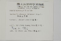 薄葉三叉蕨藏品圖，第2張