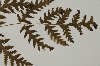 薄葉三叉蕨藏品圖，第3張