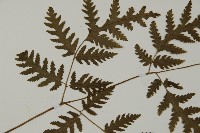 薄葉三叉蕨藏品圖，第4張