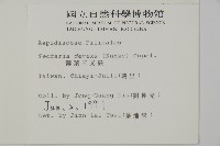 薄葉三叉蕨藏品圖，第2張