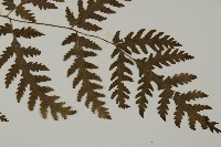 薄葉三叉蕨藏品圖，第3張