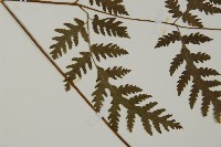 薄葉三叉蕨藏品圖，第4張