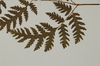 薄葉三叉蕨藏品圖，第5張