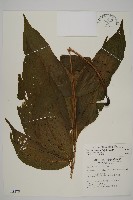 南投三叉蕨藏品圖，第1張