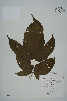 南投三叉蕨藏品圖，第1張