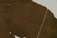 南投三叉蕨藏品圖，第3張