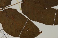 南投三叉蕨藏品圖，第4張