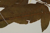 南投三叉蕨藏品圖，第5張