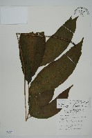南投三叉蕨藏品圖，第1張