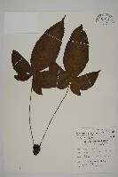 南投三叉蕨藏品圖，第1張