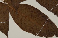 南投三叉蕨藏品圖，第3張