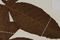 南投三叉蕨藏品圖，第4張